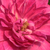 Rose-blanche - Rosiers hybrides de thé - Best Impression®
